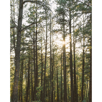 Woods Print